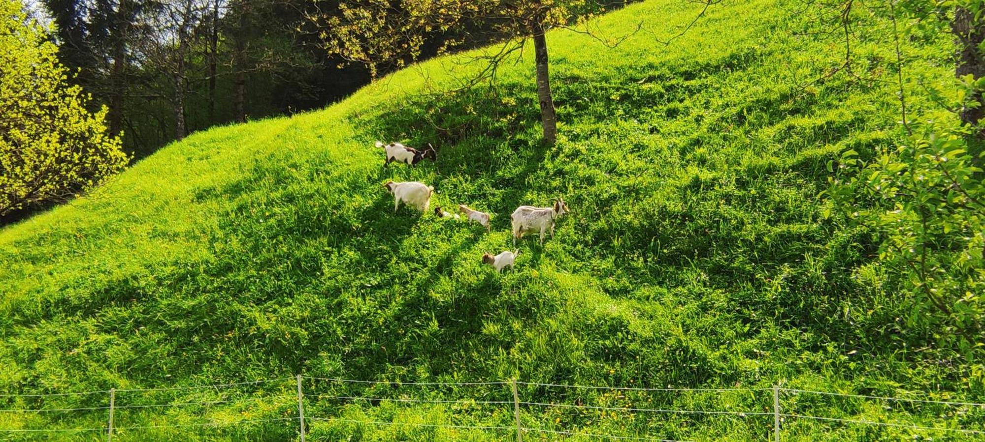 Domacija Markc Zelezniki Exteriér fotografie